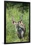 Greater Kudu Bull, Kruger National Park, South Africa-Paul Souders-Framed Premium Photographic Print