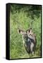 Greater Kudu Bull, Kruger National Park, South Africa-Paul Souders-Framed Stretched Canvas