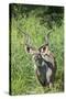 Greater Kudu Bull, Kruger National Park, South Africa-Paul Souders-Stretched Canvas