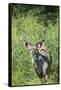 Greater Kudu Bull, Kruger National Park, South Africa-Paul Souders-Framed Stretched Canvas
