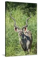 Greater Kudu Bull, Kruger National Park, South Africa-Paul Souders-Stretched Canvas