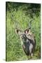 Greater Kudu Bull, Kruger National Park, South Africa-Paul Souders-Stretched Canvas