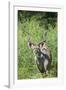 Greater Kudu Bull, Kruger National Park, South Africa-Paul Souders-Framed Photographic Print