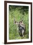 Greater Kudu Bull, Kruger National Park, South Africa-Paul Souders-Framed Photographic Print