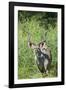 Greater Kudu Bull, Kruger National Park, South Africa-Paul Souders-Framed Photographic Print