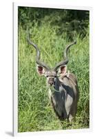 Greater Kudu Bull, Kruger National Park, South Africa-Paul Souders-Framed Photographic Print