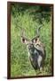 Greater Kudu Bull, Kruger National Park, South Africa-Paul Souders-Framed Photographic Print