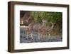 Greater kudu female (Tragelaphus strepsiceros) and calf, Mashatu Game Reserve, Botswana, Africa-Sergio Pitamitz-Framed Photographic Print