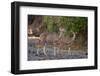 Greater kudu female (Tragelaphus strepsiceros) and calf, Mashatu Game Reserve, Botswana, Africa-Sergio Pitamitz-Framed Photographic Print