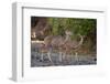 Greater kudu female (Tragelaphus strepsiceros) and calf, Mashatu Game Reserve, Botswana, Africa-Sergio Pitamitz-Framed Photographic Print