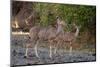 Greater kudu female (Tragelaphus strepsiceros) and calf, Mashatu Game Reserve, Botswana, Africa-Sergio Pitamitz-Mounted Photographic Print