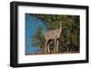 Greater kudu female (Tragelaphus strepsiceros), Mashatu Game Reserve, Botswana, Africa-Sergio Pitamitz-Framed Photographic Print