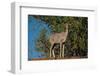 Greater kudu female (Tragelaphus strepsiceros), Mashatu Game Reserve, Botswana, Africa-Sergio Pitamitz-Framed Photographic Print