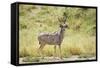 Greater Kudu Male Standing at Approach to Water Hole-null-Framed Stretched Canvas