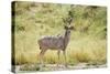 Greater Kudu Male Standing at Approach to Water Hole-null-Stretched Canvas