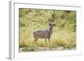 Greater Kudu Male Standing at Approach to Water Hole-null-Framed Photographic Print