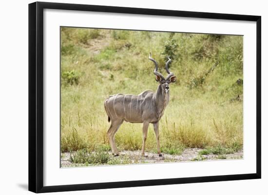 Greater Kudu Male Standing at Approach to Water Hole-null-Framed Photographic Print