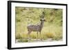 Greater Kudu Male Standing at Approach to Water Hole-null-Framed Photographic Print