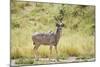 Greater Kudu Male Standing at Approach to Water Hole-null-Mounted Photographic Print