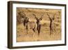 Greater Kudu Three Males Standing-null-Framed Premium Photographic Print