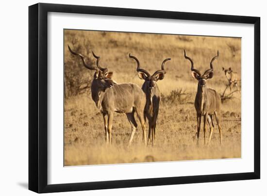 Greater Kudu Three Males Standing-null-Framed Premium Photographic Print