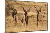 Greater Kudu Three Males Standing-null-Mounted Premium Photographic Print