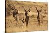 Greater Kudu Three Males Standing-null-Stretched Canvas