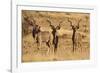 Greater Kudu Three Males Standing-null-Framed Photographic Print