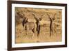 Greater Kudu Three Males Standing-null-Framed Photographic Print