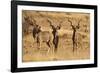 Greater Kudu Three Males Standing-null-Framed Photographic Print