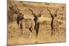 Greater Kudu Three Males Standing-null-Mounted Photographic Print