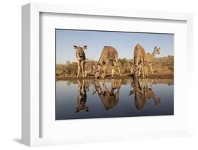 Greater kudu (Tragelaphus strepsiceros) at water, Zimanga private game reserve, KwaZulu-Natal-Ann and Steve Toon-Framed Photographic Print