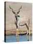 Greater Kudu (Tragelaphus Strepsiceros) at Waterhole, Etosha National Park, Namibia-null-Stretched Canvas
