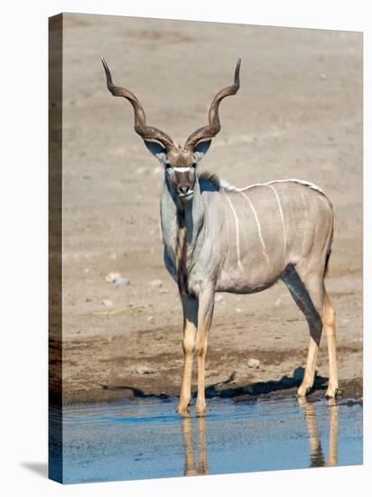 Greater Kudu (Tragelaphus Strepsiceros) at Waterhole, Etosha National Park, Namibia-null-Stretched Canvas