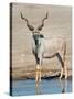 Greater Kudu (Tragelaphus Strepsiceros) at Waterhole, Etosha National Park, Namibia-null-Stretched Canvas