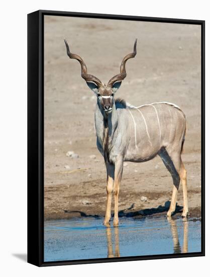 Greater Kudu (Tragelaphus Strepsiceros) at Waterhole, Etosha National Park, Namibia-null-Framed Stretched Canvas