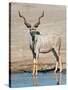 Greater Kudu (Tragelaphus Strepsiceros) at Waterhole, Etosha National Park, Namibia-null-Stretched Canvas