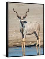 Greater Kudu (Tragelaphus Strepsiceros) at Waterhole, Etosha National Park, Namibia-null-Framed Stretched Canvas
