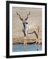 Greater Kudu (Tragelaphus Strepsiceros) at Waterhole, Etosha National Park, Namibia-null-Framed Premium Photographic Print