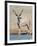 Greater Kudu (Tragelaphus Strepsiceros) at Waterhole, Etosha National Park, Namibia-null-Framed Premium Photographic Print