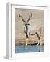 Greater Kudu (Tragelaphus Strepsiceros) at Waterhole, Etosha National Park, Namibia-null-Framed Photographic Print