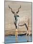 Greater Kudu (Tragelaphus Strepsiceros) at Waterhole, Etosha National Park, Namibia-null-Mounted Photographic Print