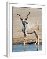 Greater Kudu (Tragelaphus Strepsiceros) at Waterhole, Etosha National Park, Namibia-null-Framed Photographic Print