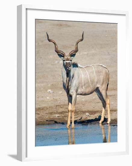 Greater Kudu (Tragelaphus Strepsiceros) at Waterhole, Etosha National Park, Namibia-null-Framed Photographic Print