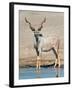 Greater Kudu (Tragelaphus Strepsiceros) at Waterhole, Etosha National Park, Namibia-null-Framed Photographic Print