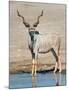 Greater Kudu (Tragelaphus Strepsiceros) at Waterhole, Etosha National Park, Namibia-null-Mounted Photographic Print