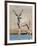 Greater Kudu (Tragelaphus Strepsiceros) at Waterhole, Etosha National Park, Namibia-null-Framed Photographic Print