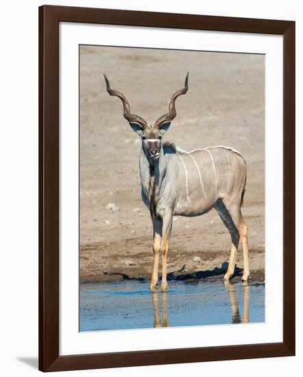 Greater Kudu (Tragelaphus Strepsiceros) at Waterhole, Etosha National Park, Namibia-null-Framed Photographic Print