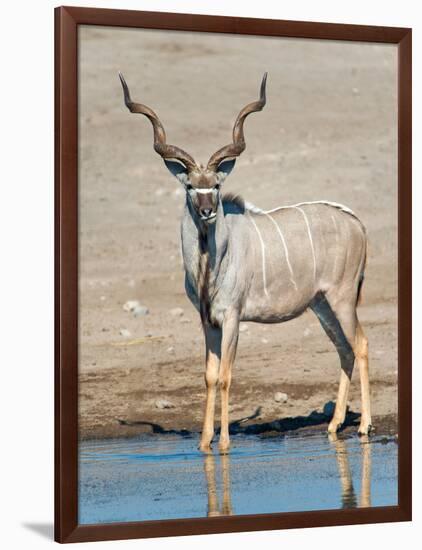 Greater Kudu (Tragelaphus Strepsiceros) at Waterhole, Etosha National Park, Namibia-null-Framed Photographic Print