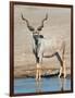 Greater Kudu (Tragelaphus Strepsiceros) at Waterhole, Etosha National Park, Namibia-null-Framed Photographic Print
